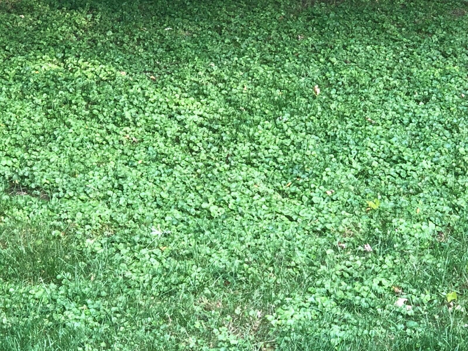 yard
